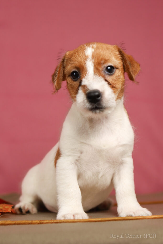 jack russell terrier