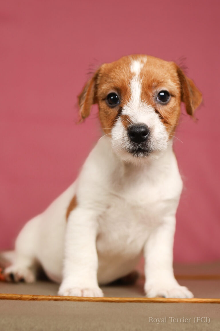jack russell terrier