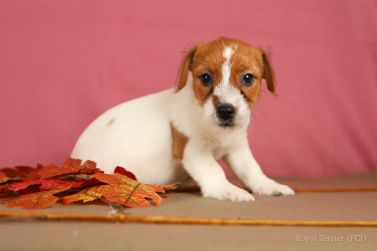 jack russell terrier