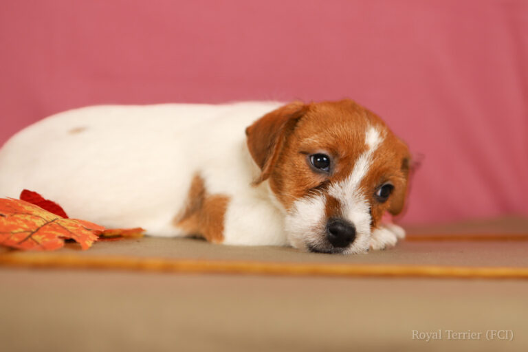 jack russell terrier