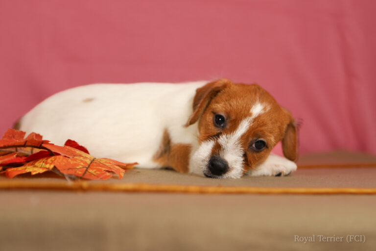 jack russell terrier