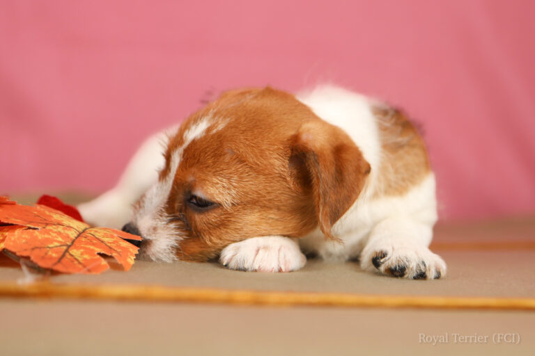 jack russell terrier