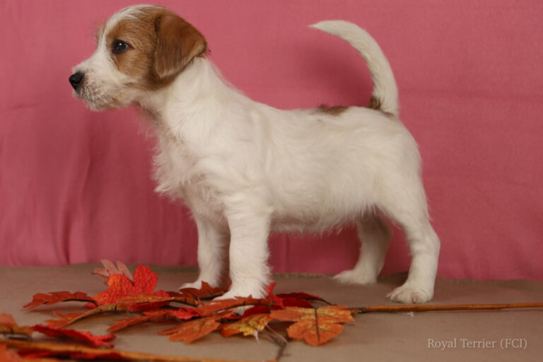 jack russell terrier
