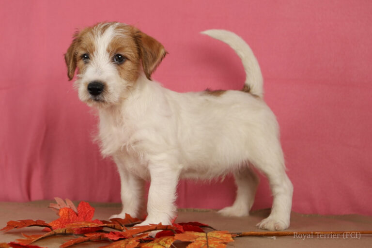 jack russell terrier