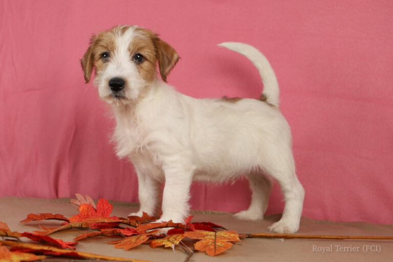 jack russell terrier