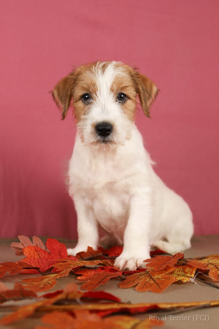 jack russell terrier