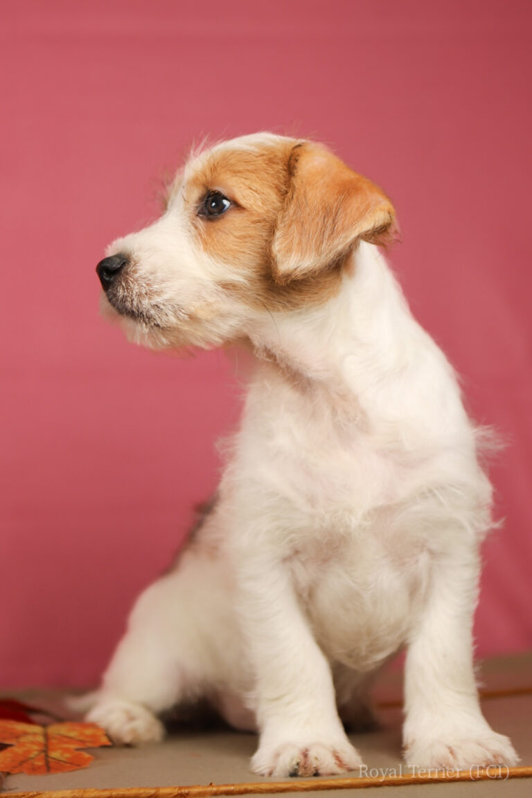 jack russell terrier