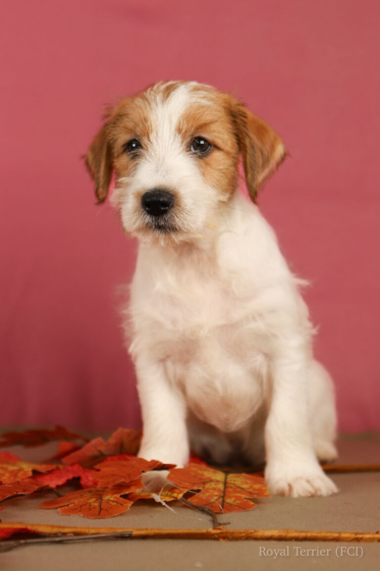 jack russell terrier