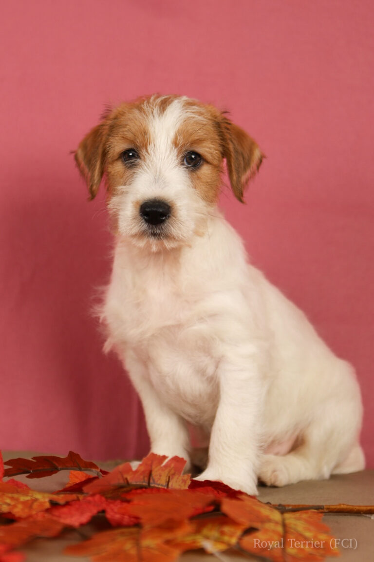 jack russell terrier