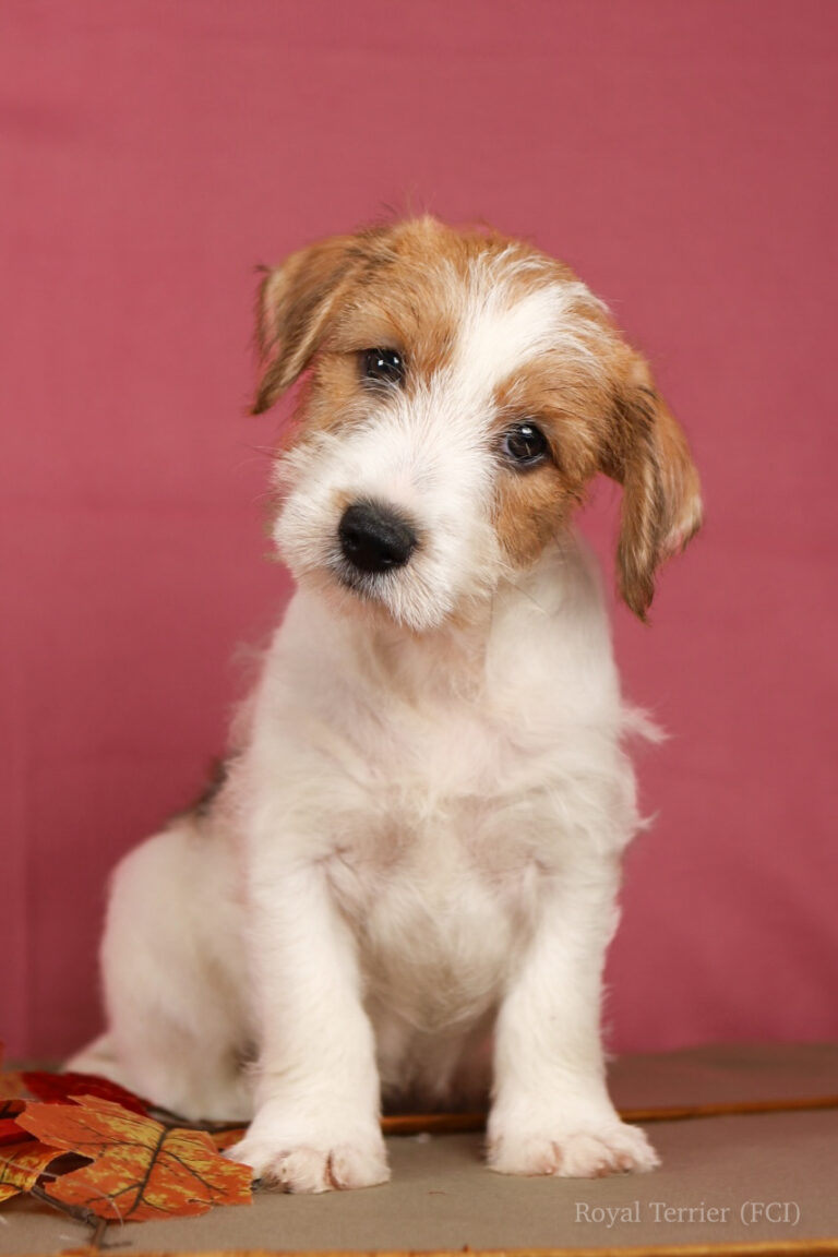 jack russell terrier