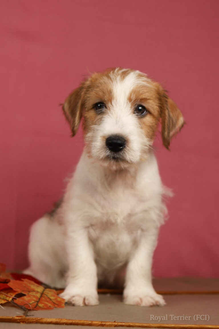 jack russell terrier