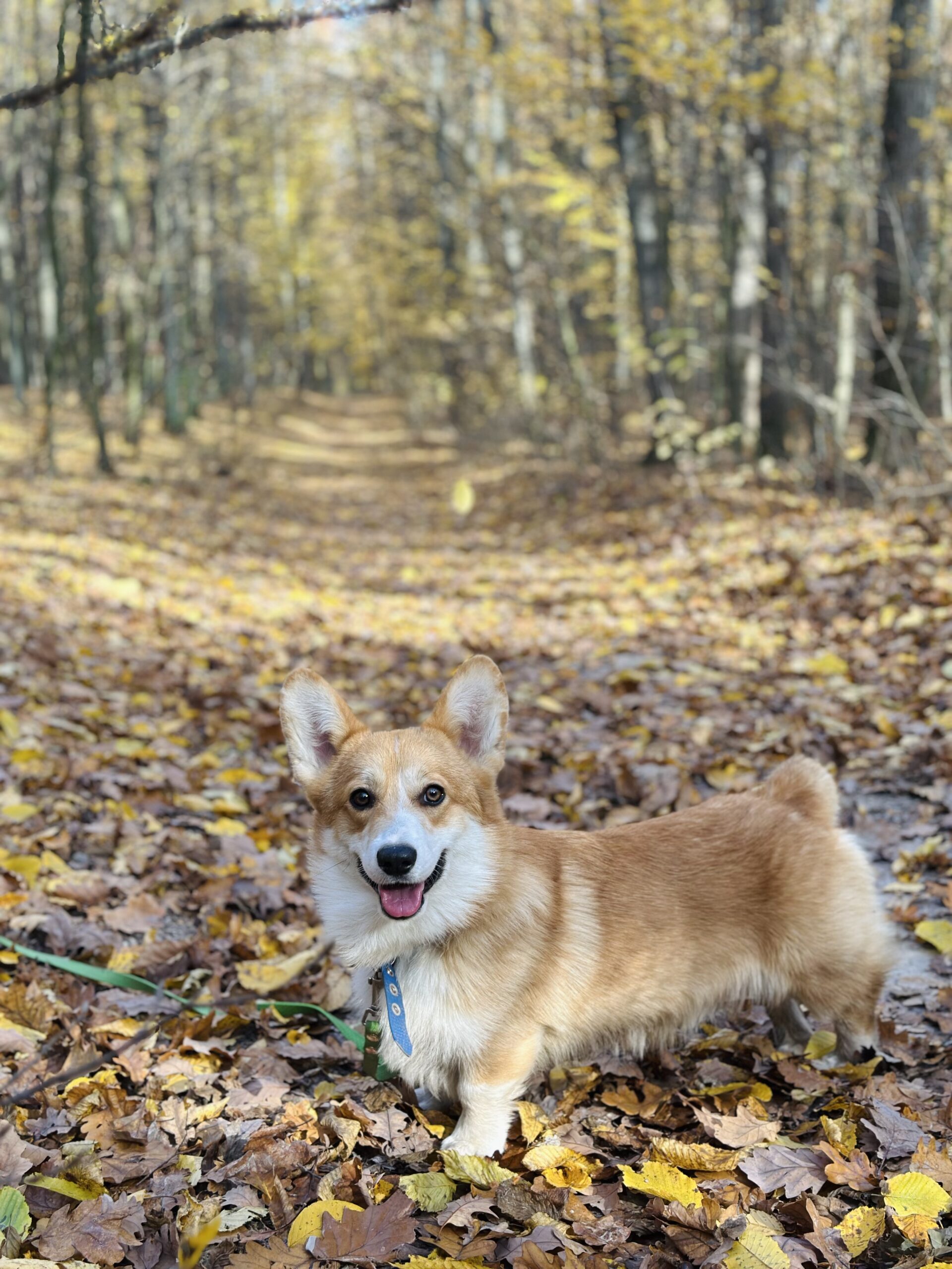 welsh corgi pembroke