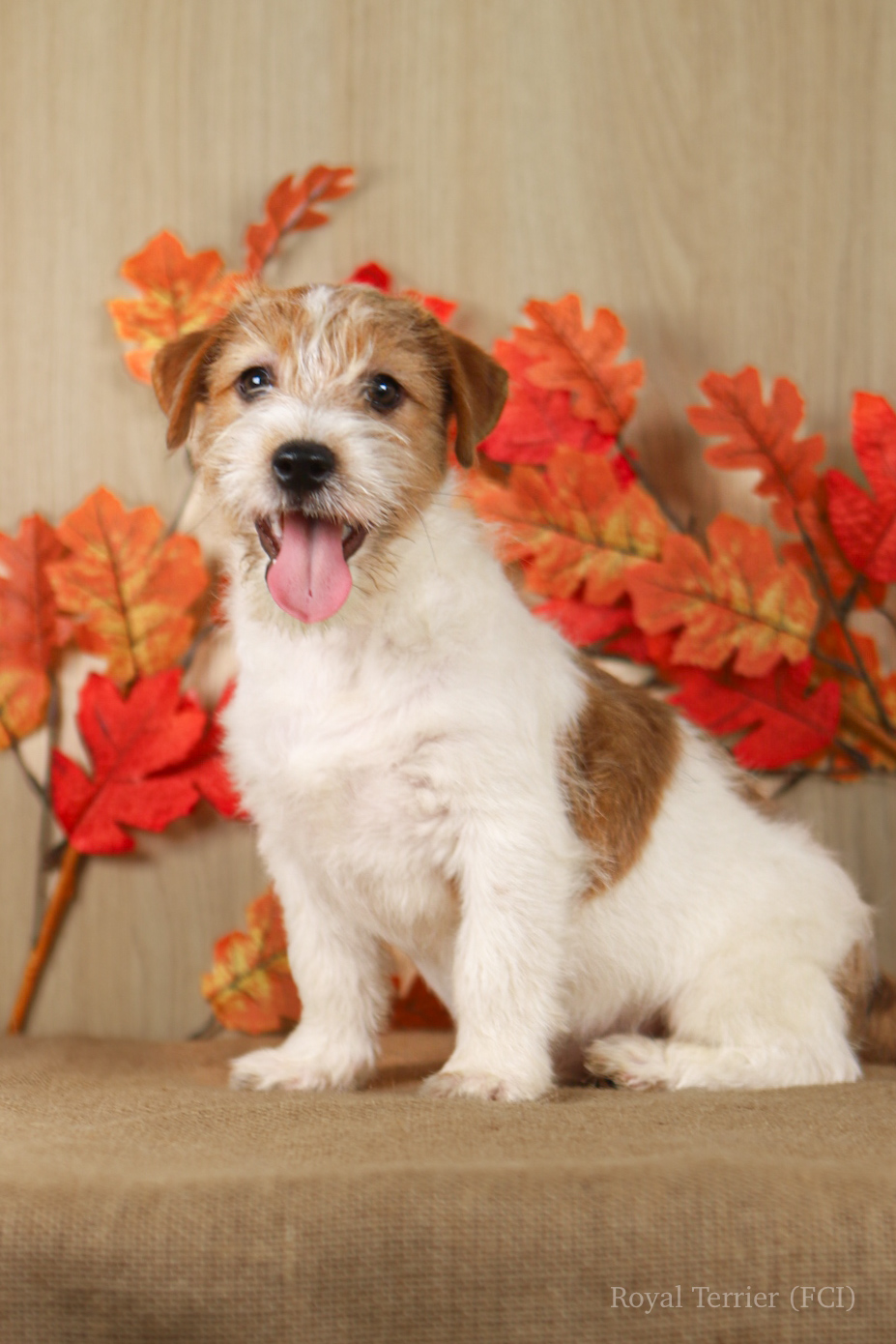 jack russell terrier