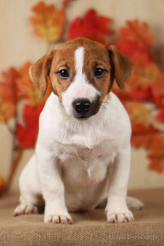 jack russell terrier