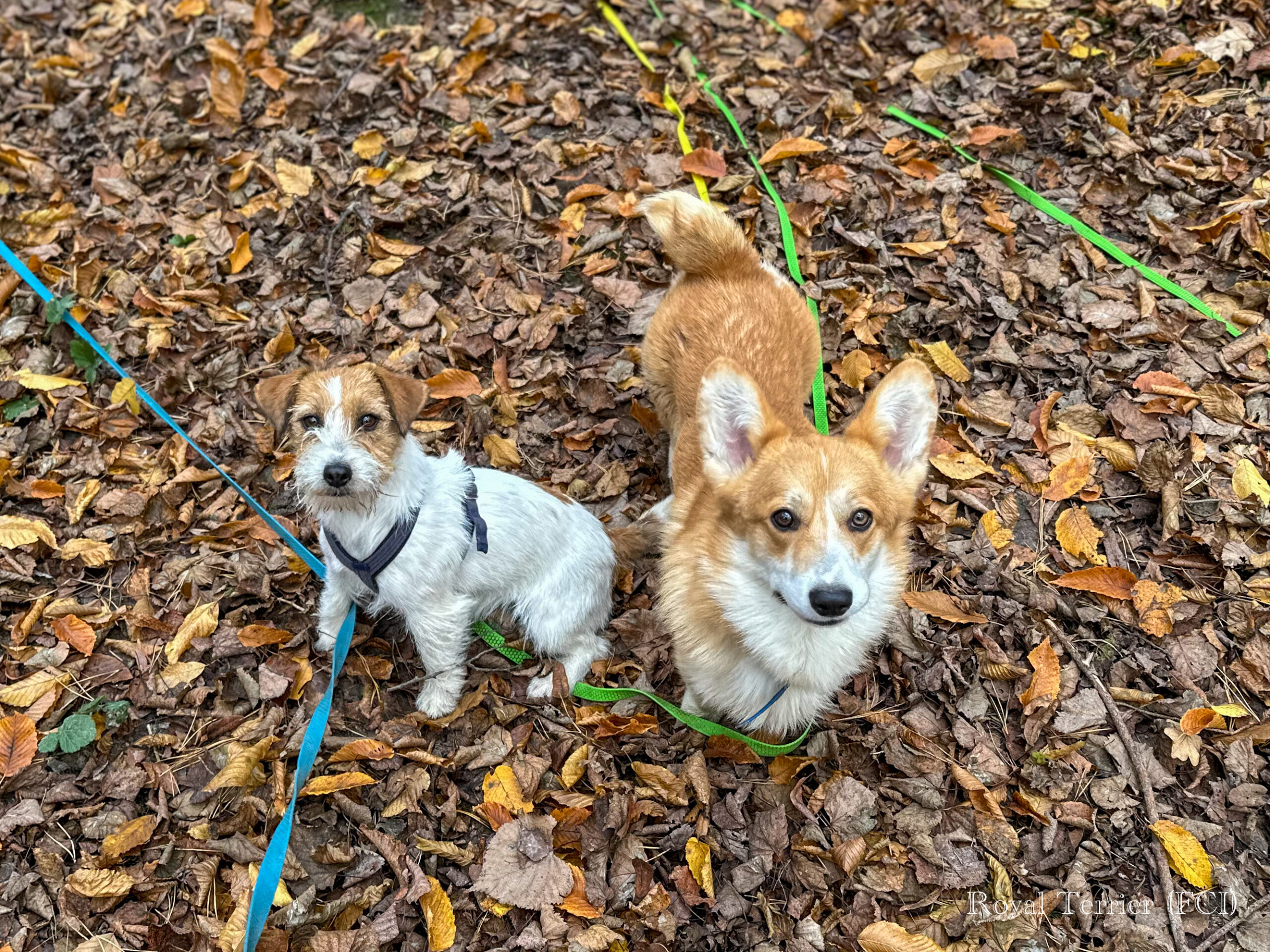 welsh corgi pembroke