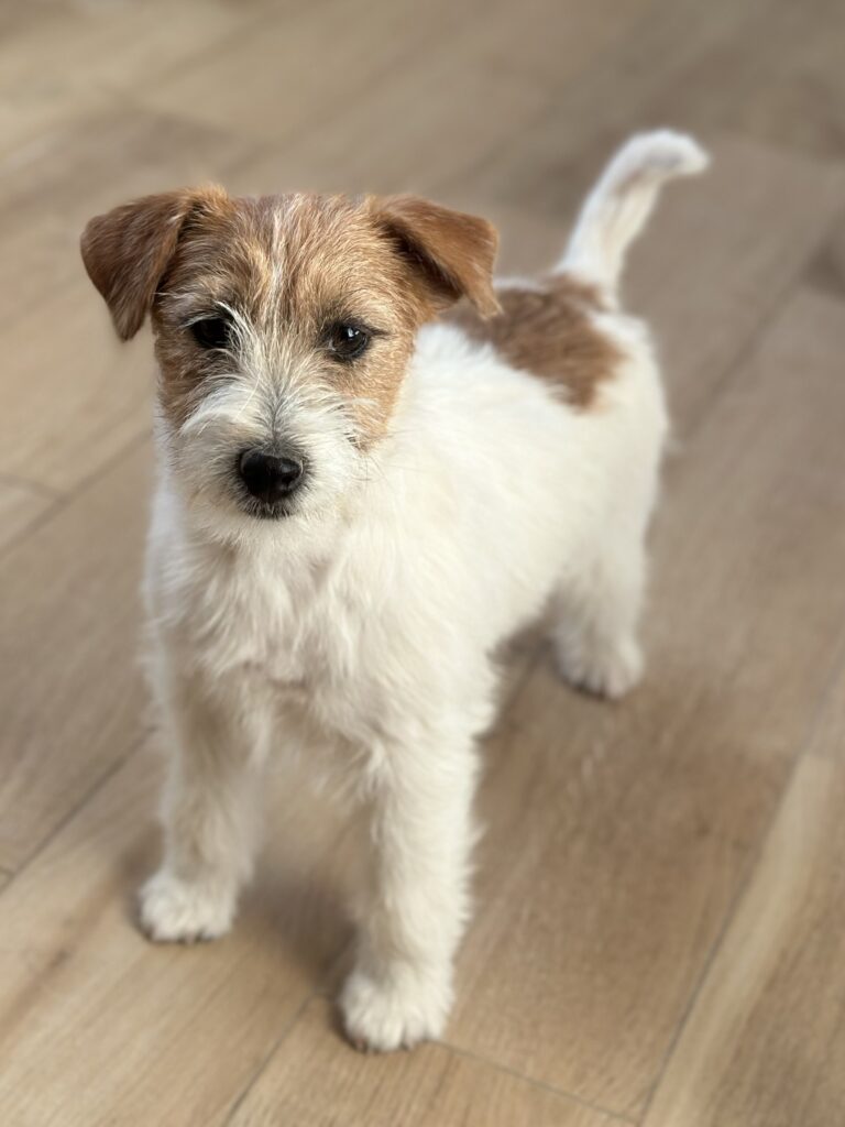 jack russell terrier