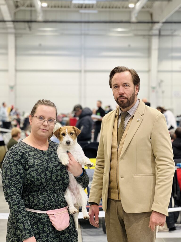 jack russell terrier