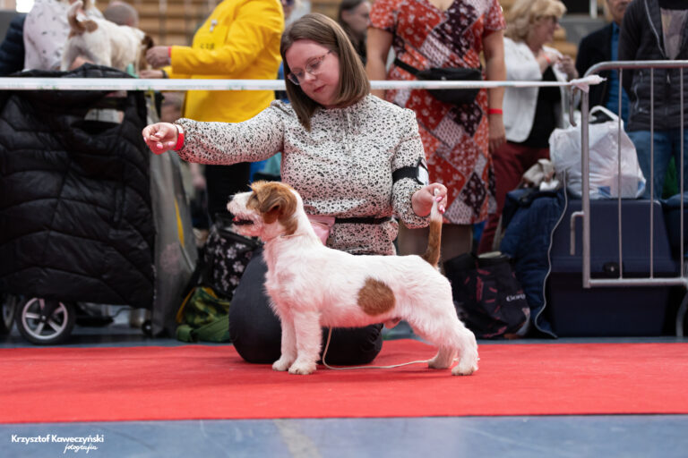 trymowanie jack russell terrier