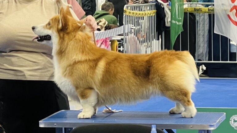 welsh corgi pembroke