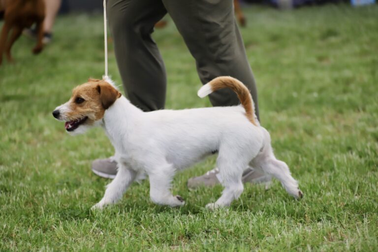 jack russell terrier