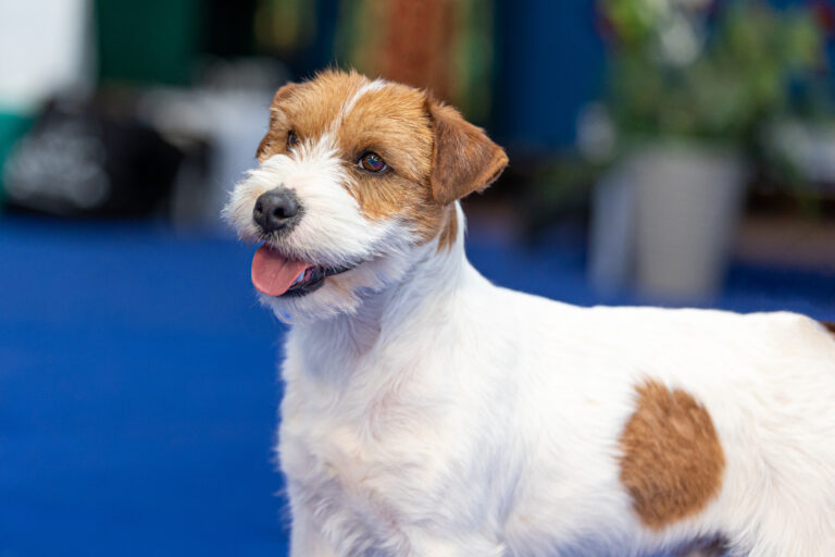 trymowanie jack russell terrier