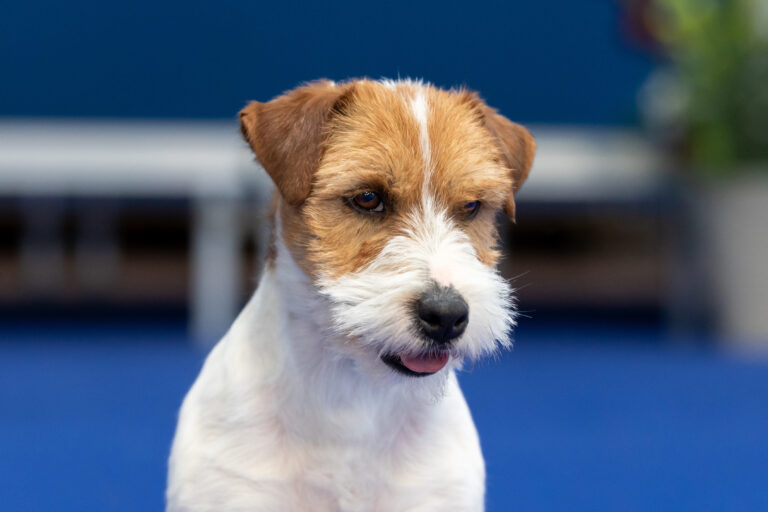 trymowanie jack russell terrier