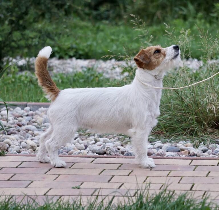 jack russell terrier