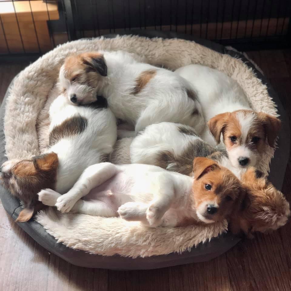 jack russell terrier