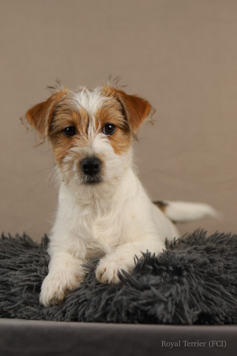 jack russell terrier