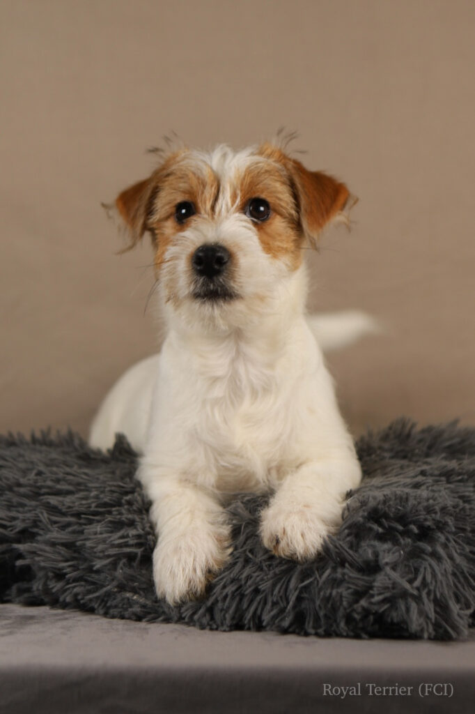 jack russell terrier
