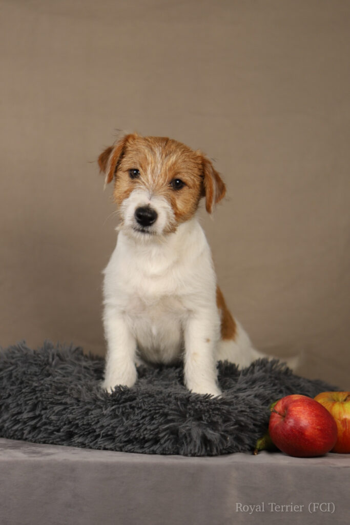 jack russell terrier