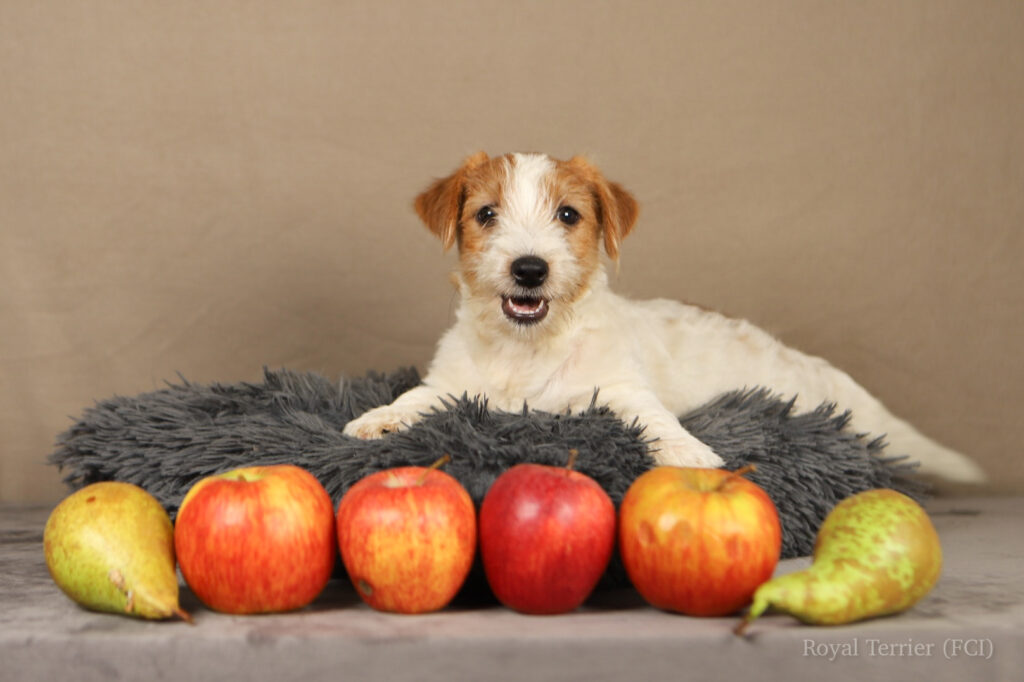 jack russell terrier