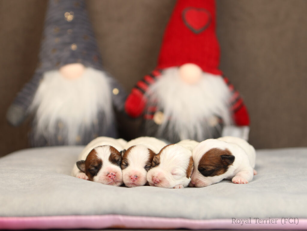 szczenieta jack russell terrier FCI