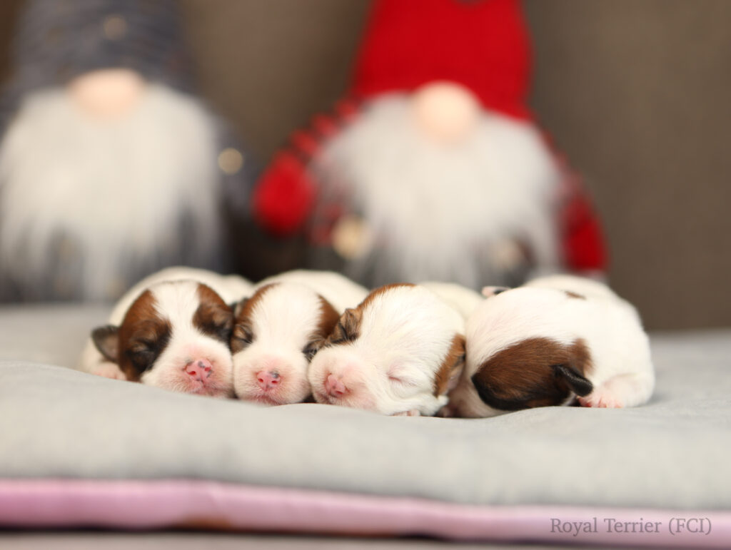 jack russell terrier