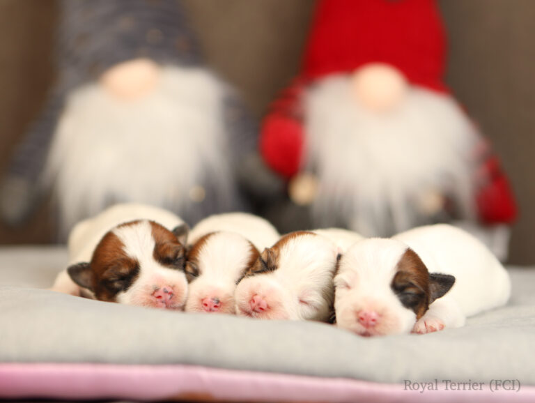 jack russell terrier