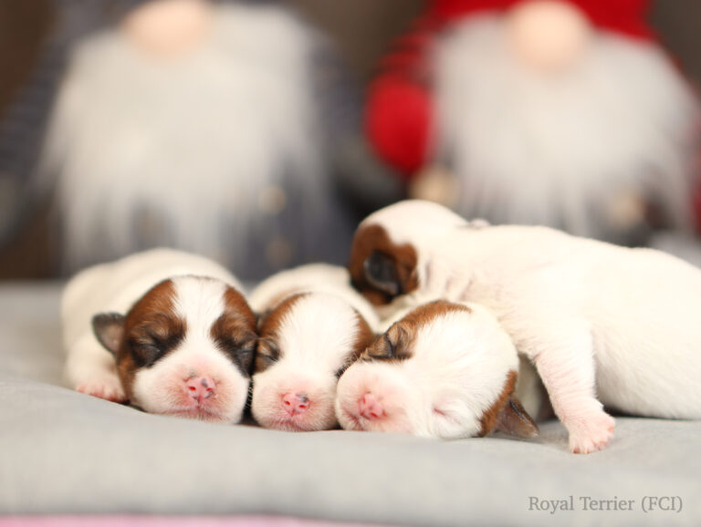 jack russell terrier