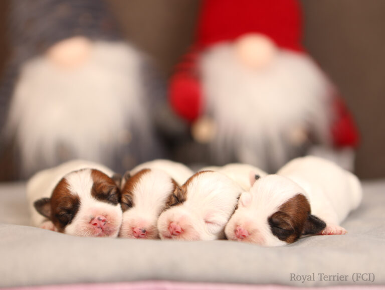 jack russell terrier