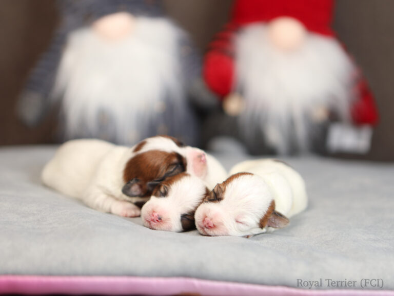 jack russell terrier