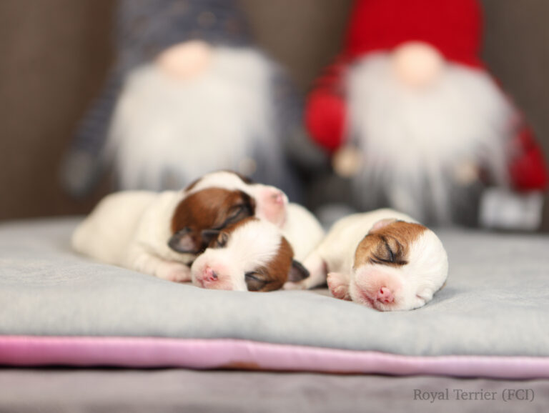 jack russell terrier