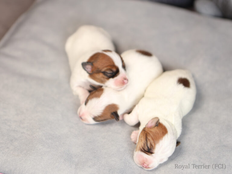 jack russell terrier