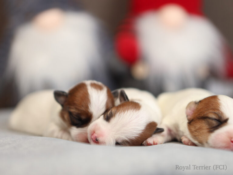 jack russell terrier