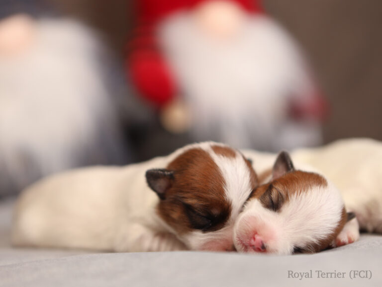 jack russell terrier
