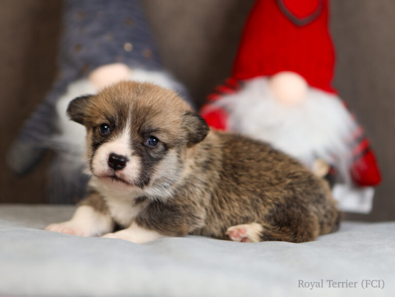 welsh corgi pembroke