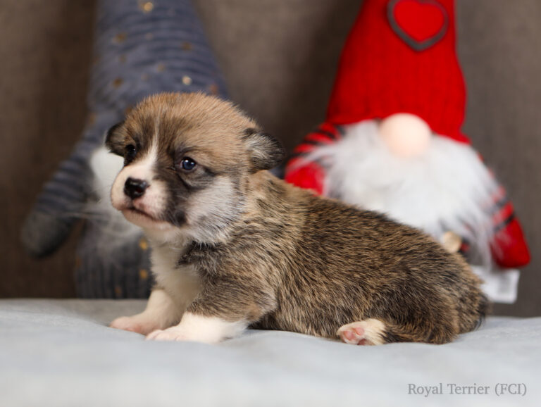 welsh corgi pembroke