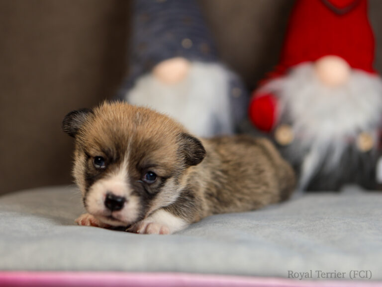 welsh corgi pembroke