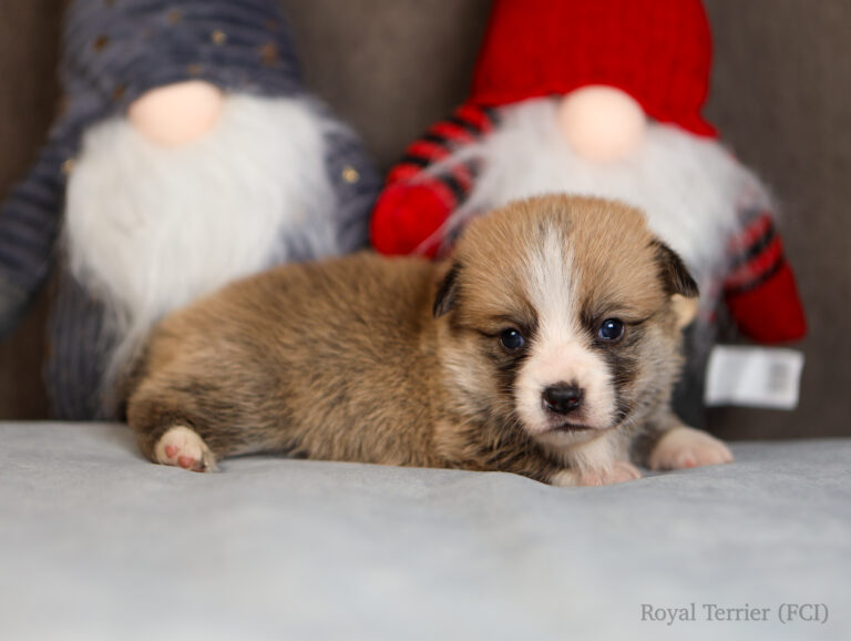 welsh corgi pembroke