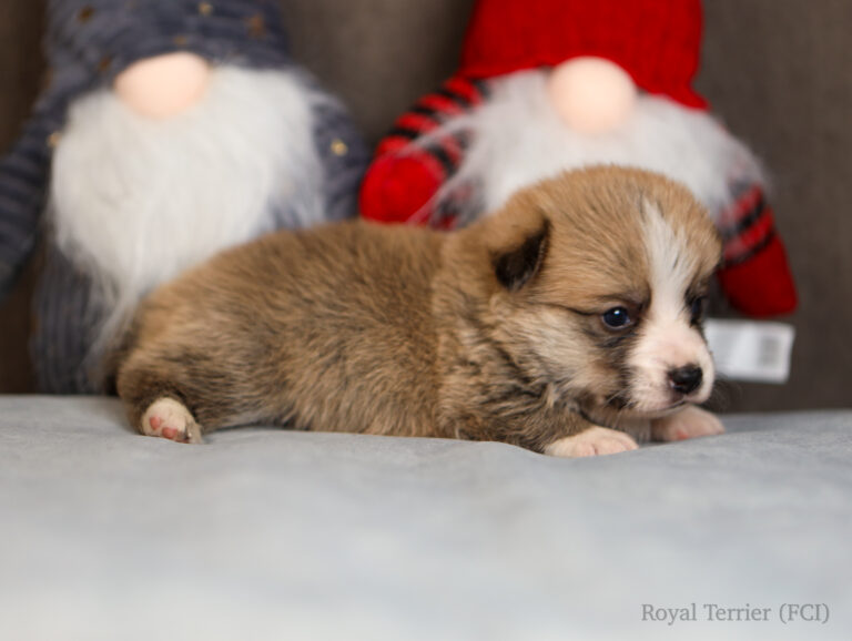 welsh corgi pembroke