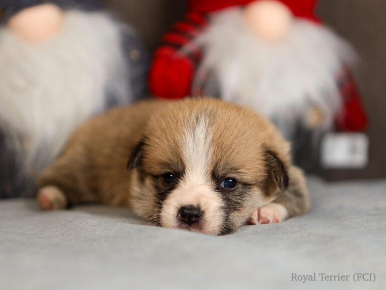 welsh corgi pembroke