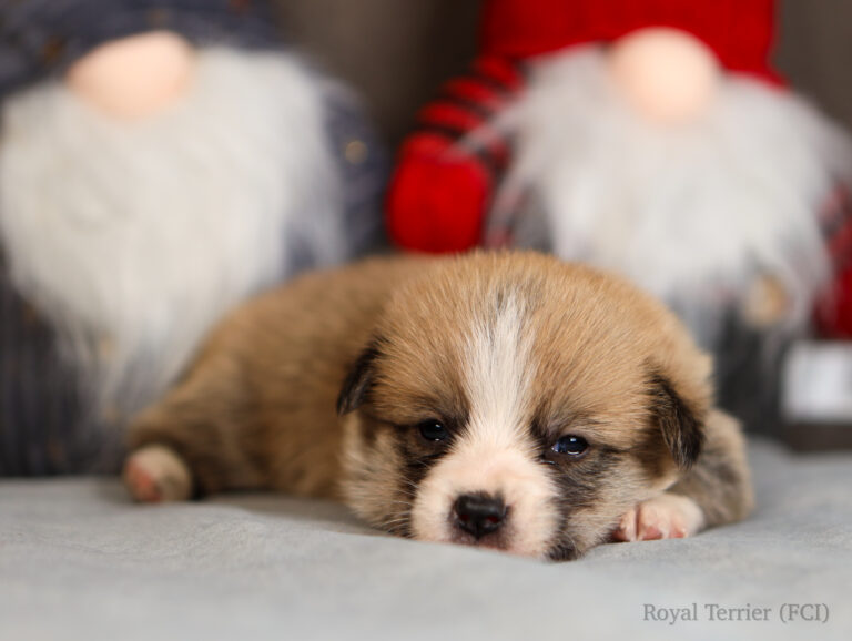 welsh corgi pembroke
