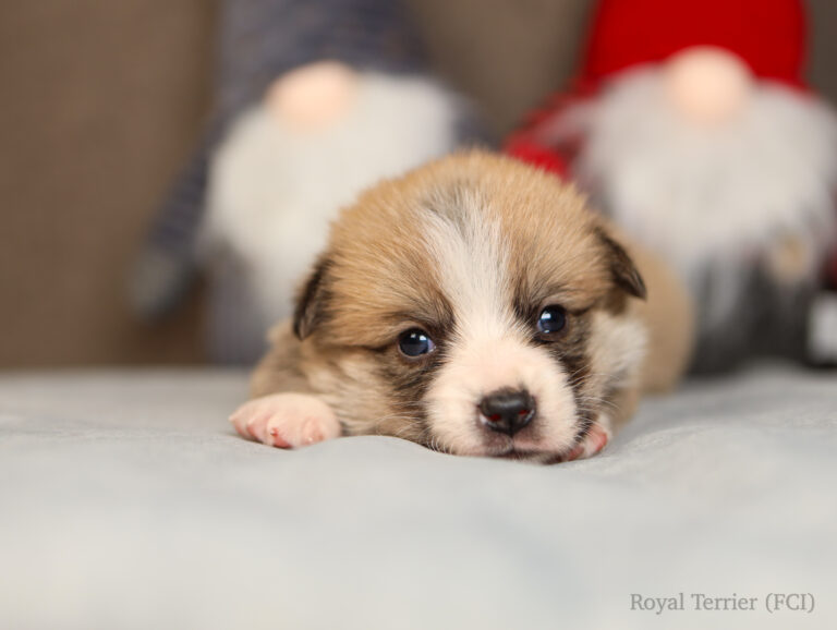 welsh corgi pembroke